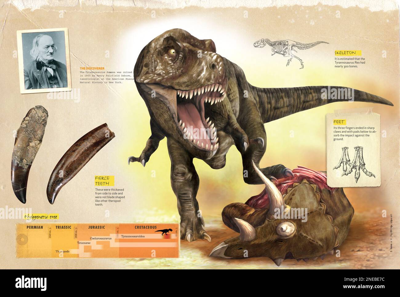 Infografica che mostra alcune caratteristiche del tirannosauro Rex, il suo scopritore e il suo albero filogenetico. [QuarkXPress (.qxp); 4842x3248]. Foto Stock