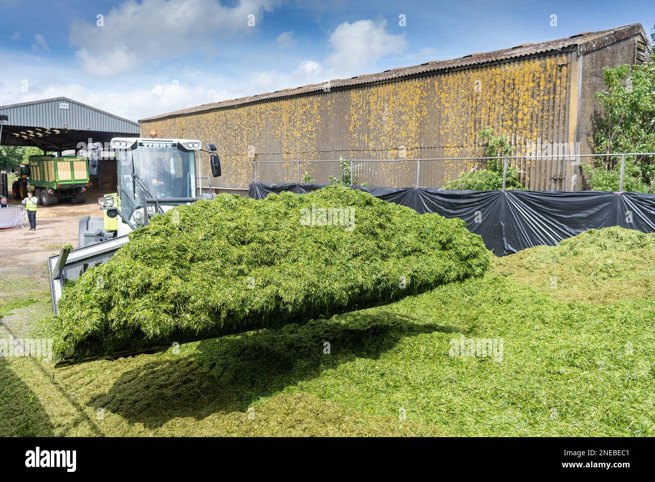 Lavorare su una pinza per insilato con una pala Class che utilizza una benna per caricatore grande per spostare l'erba e livellare la fossa. Dumfries, Scozia, Regno Unito. Foto Stock