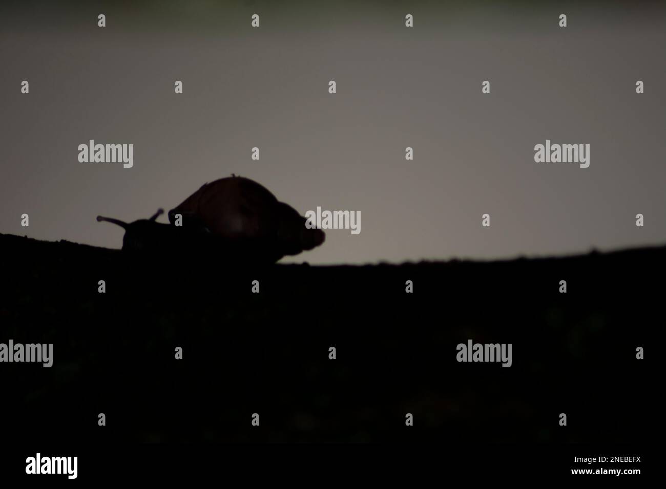 Silhouette di lumaca africana gigante (Achatina fulica) sul tronco dell'albero. Specie rappresentano un grave rischio per la salute umana portando il parassita lungworm di ratto, Foto Stock