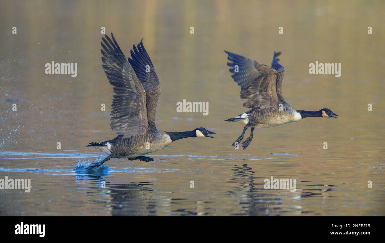 In volo. Un paio di oche del Canada (branta canadensis) decollano con grazia da un lago nel Kent, in Inghilterra Foto Stock