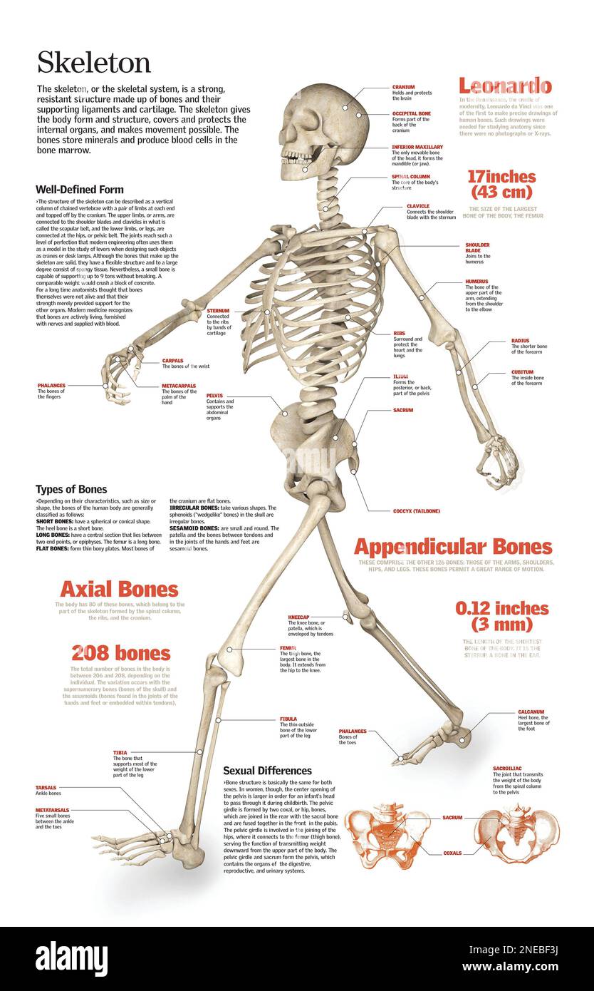 Infografica dello scheletro umano, della sua composizione e delle sue funzioni. [QuarkXPress (.qxp); 6259x4015]. Foto Stock