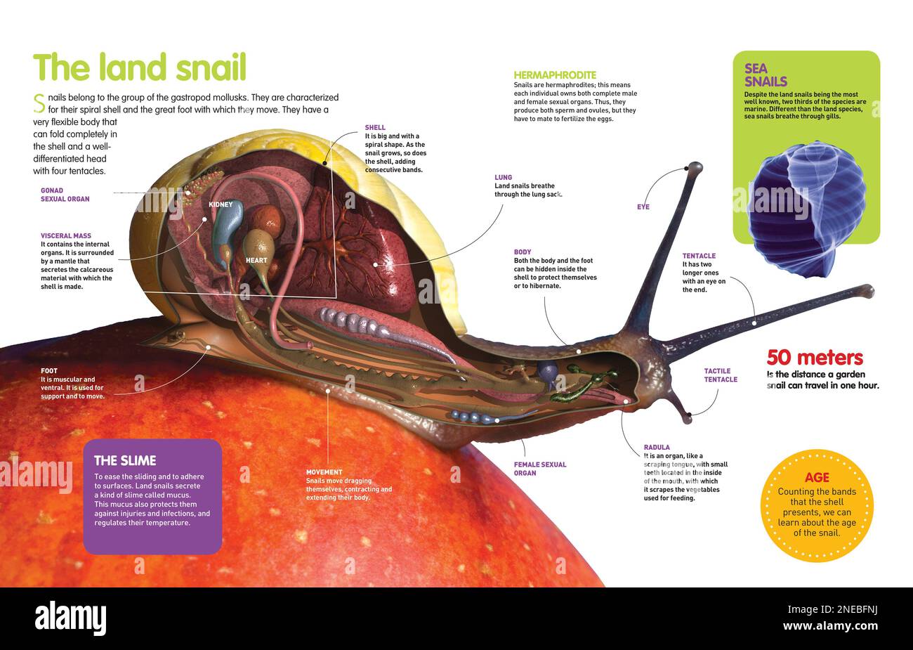 Infografica sulla lumaca terrestre: Anatomia, organi interni, movimento e riproduzione. [QuarkXPress (.qxp); Adobe InDesign (.indd); 4960x3188]. Foto Stock