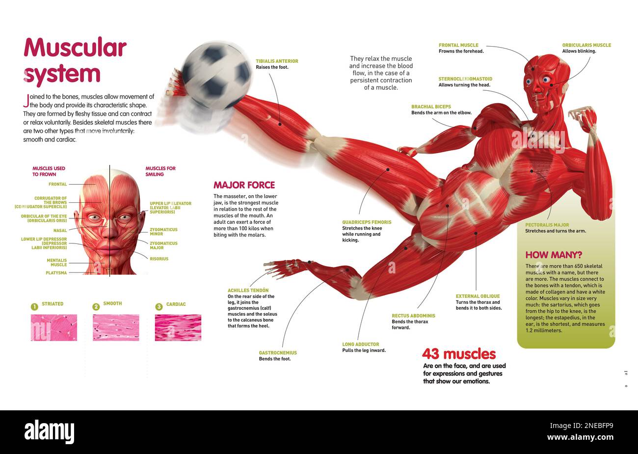 Infografica sul sistema muscolare umano e sui tipi di muscoli. [QuarkXPress (.qxp); Adobe InDesign (.indd); QuarkXPress (.qxd); 4960x3188]. Foto Stock