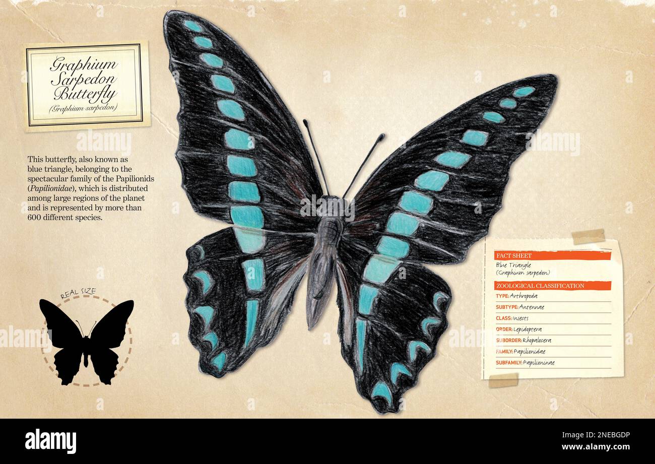 Scheda informativa e classificazione zoologica di Graphium Sarpedon Butterfly (Graphium sarpedon). [Adobe InDesign (.indd); 5078x3248]. Foto Stock