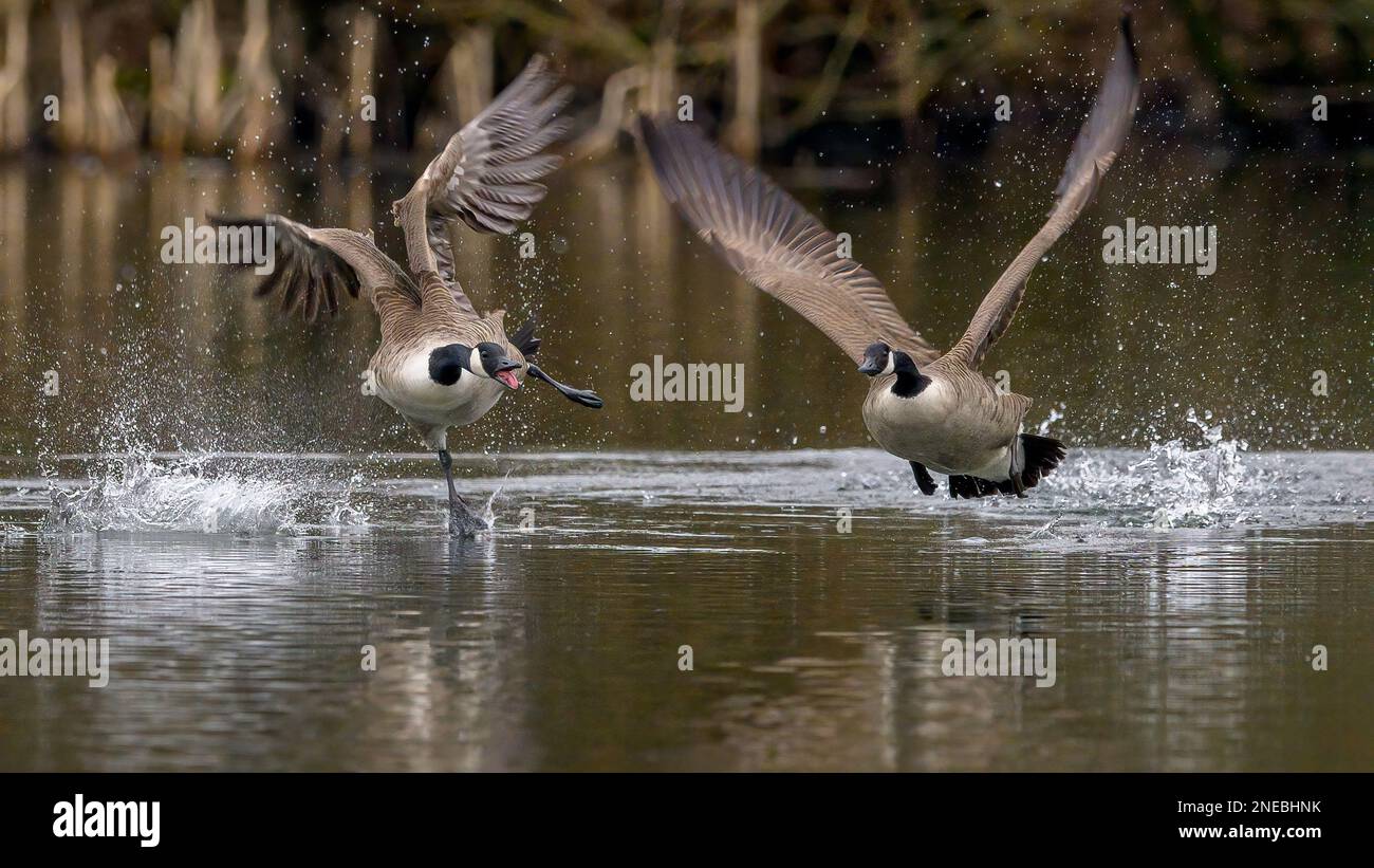 Caccia all'oca selvaggia. Due oche del Canada (branta canadensis) si scontrano su un lago nel Kent, in Inghilterra. Foto Stock