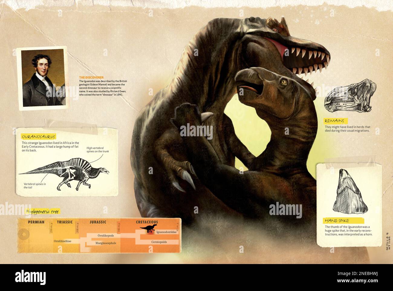 Infografica che mostra le abitudini, l'albero filogenetico e le caratteristiche principali dell'Iguanodon, un dinosauro del periodo cretaceo. [QuarkXPress (.qxp); 4842x3248]. Foto Stock