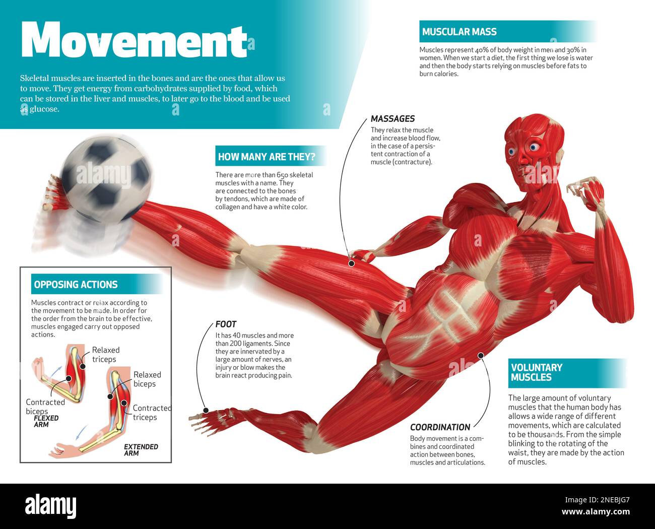 Infografica sui muscoli scheletrici, che sono attaccati alle ossa e permettono il movimento del corpo. [Adobe InDesign (.indd); 4795x3543]. Foto Stock