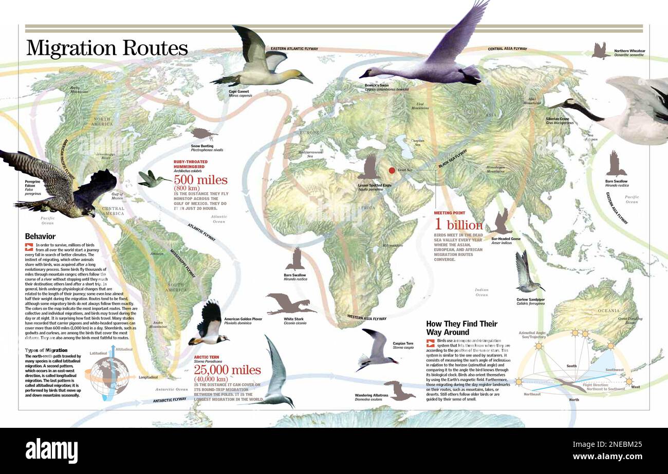 Infografica sulla migrazione degli uccelli: Comportamento, tipi, percorsi e guida. [QuarkXPress (.qxp); 6259x4015]. Foto Stock