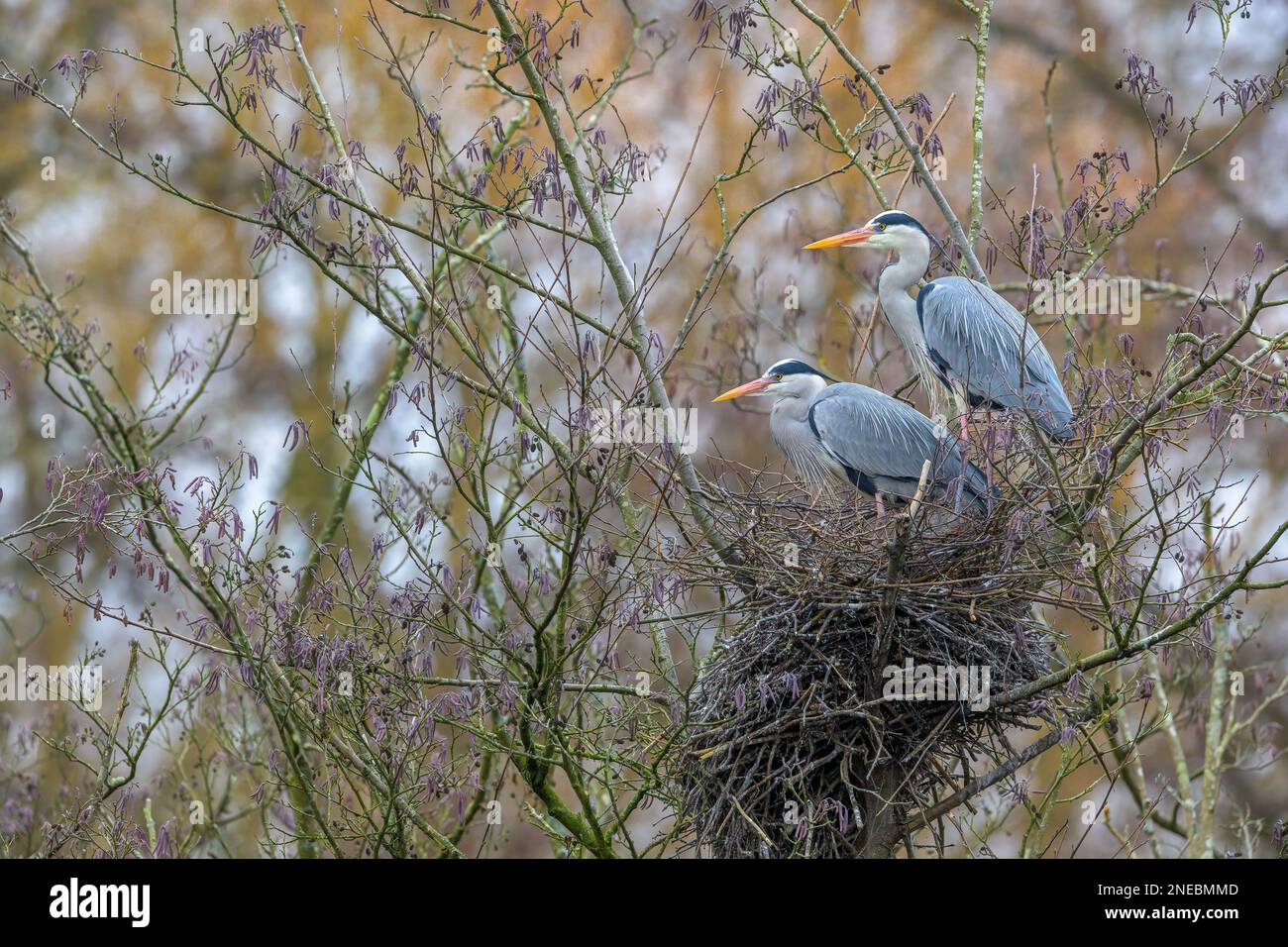 Una coppia di aironi grigi (ardea cinerea) che costruiscono nidi tiene d'occhio il loro grande nido in alto nei rami di un albero Foto Stock