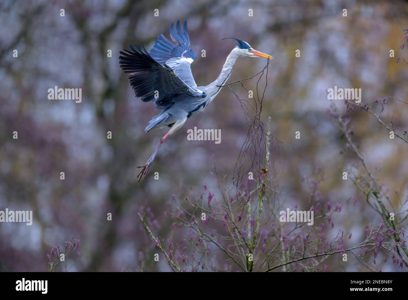 Un Heron grigio (Ardea Cinerea) che porta materiale di nidificazione al suo compagno. La lunghezza del ramo dà un'idea della dimensione del nido. Foto Stock