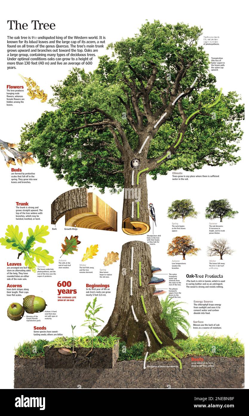 Infografiche di tutte le parti di un albero e delle sue funzioni. [QuarkXPress (.qxp); 6259x4015]. Foto Stock