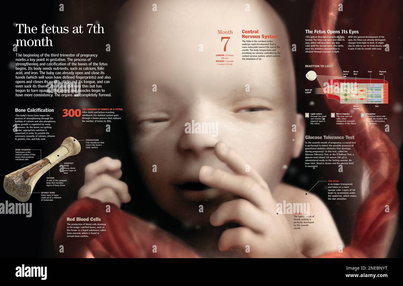 Infografica dello stato del feto e dei test che possono essere condotti su di esso nel settimo mese di gravidanza. [QuarkXPress (.qxp); 6259x4015]. Foto Stock
