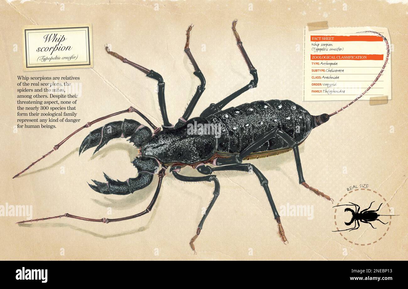 Scheda informativa e classificazione zoologica dello scorpione a frusta (Typopeltis crocer). [Adobe InDesign (.indd); 5078x3248]. Foto Stock