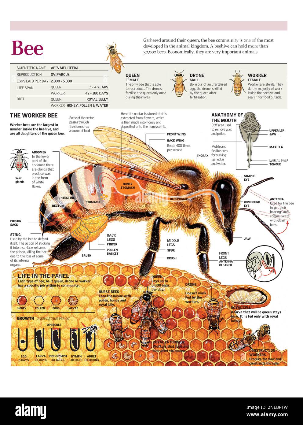 Infografica basata sull'anatomia e sul ciclo di vita di un'ape e sulla vita nell'alveare. [Adobe Illustrator (.ai); 2480x3248]. Foto Stock