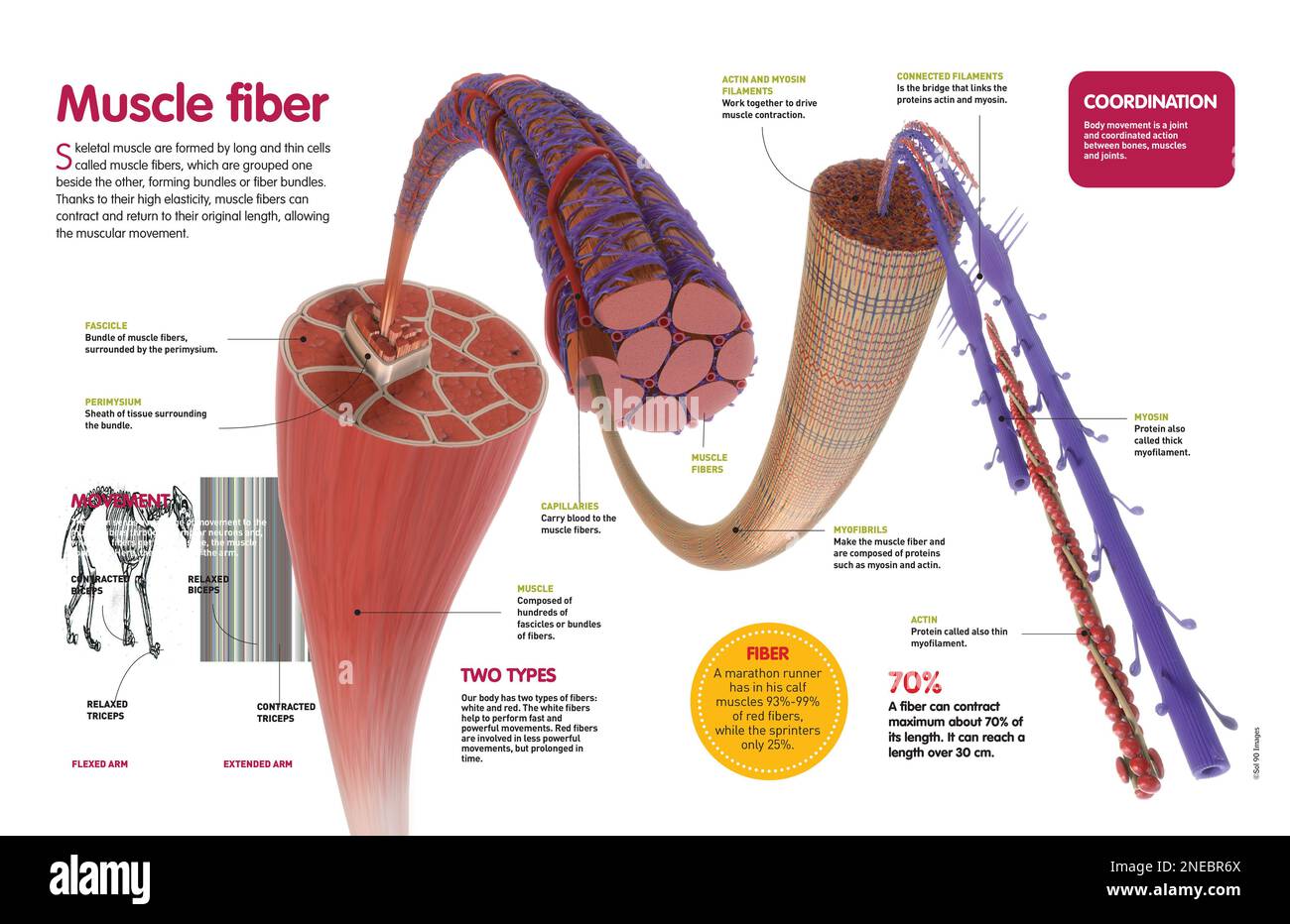 Infografica che descrive la struttura interna dei muscoli, la fibra muscolare e come viene prodotto il movimento muscolare. [QuarkXPress (.qxp); Adobe InDesign (.indd); QuarkXPress (.qxd); 4960x3188]. Foto Stock