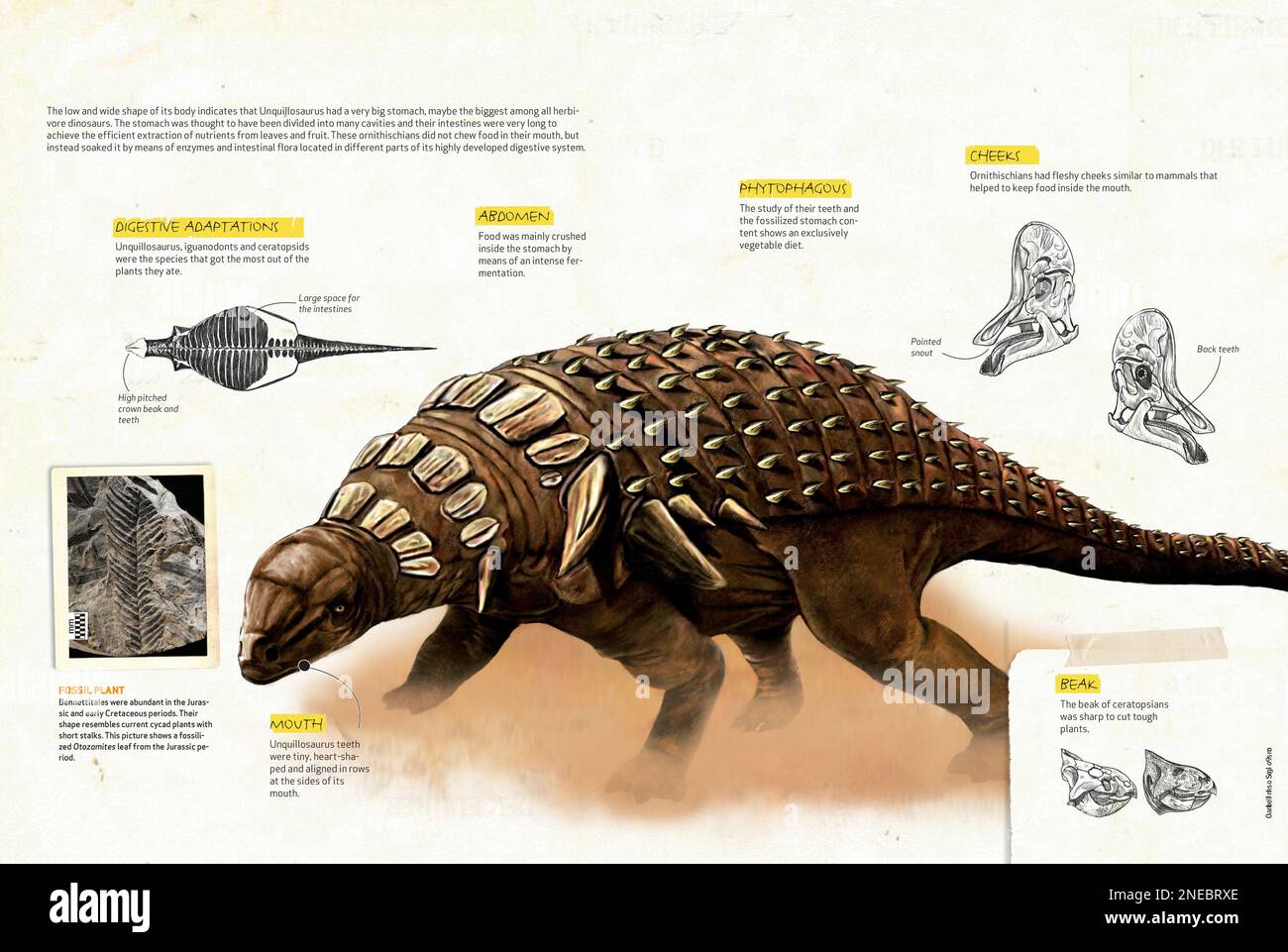 Infografica che descrive l'anatomia dell'ankylosauro, uno dei dinosauri erbivori che viveva nel periodo cretaceo dell'era mesozoica. [QuarkXPress (.qxp); 4842x3248]. Foto Stock