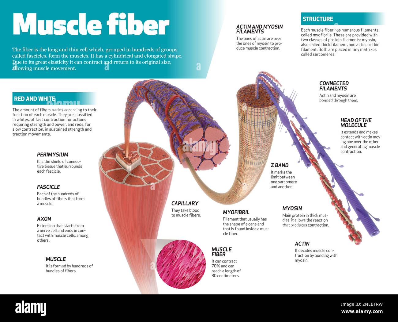 Infografica sulla fibra muscolare, lunga cella sottile che, raggruppata in centinaia di gruppi chiamati fascicles, costituisce i muscoli. [Adobe InDesign (.indd); 4795x3543]. Foto Stock