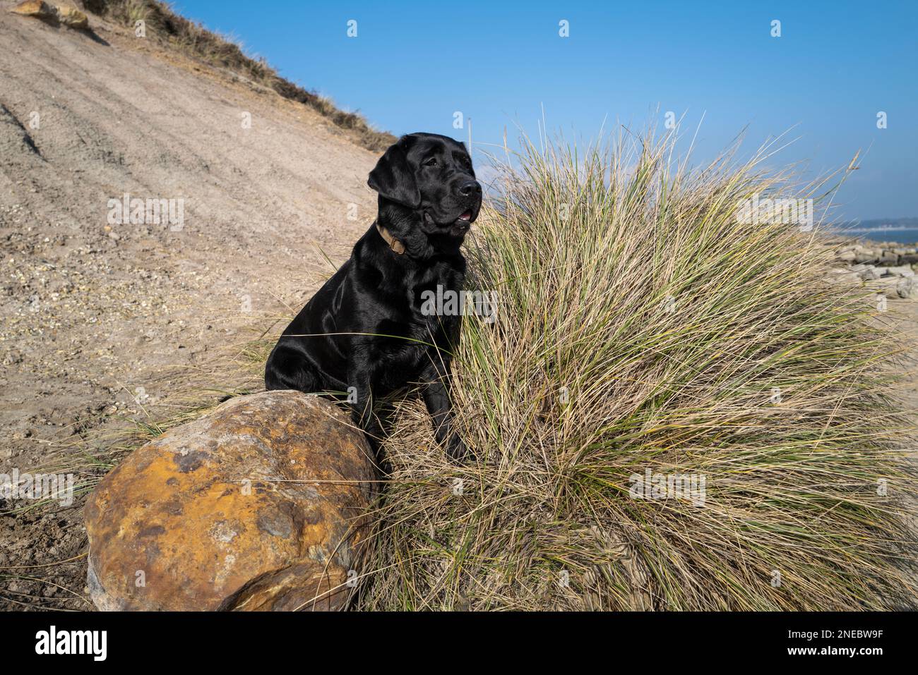 Camminare Labrador Dogs su una spiaggia Foto Stock
