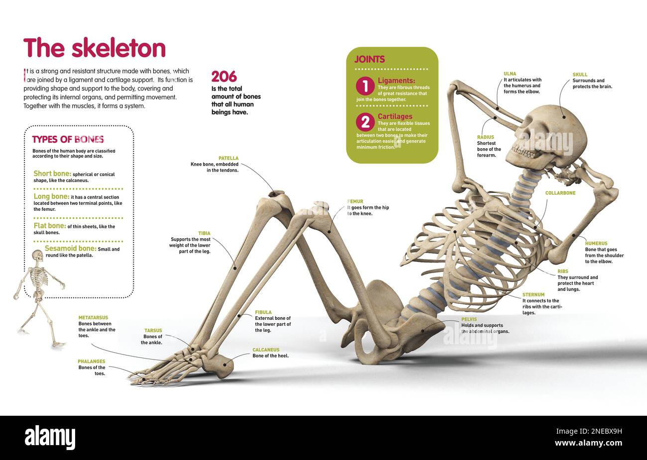 Infografica sullo scheletro umano, le ossa principali che lo formano e la loro classificazione. [QuarkXPress (.qxp); Adobe InDesign (.indd); 4960x3188]. Foto Stock