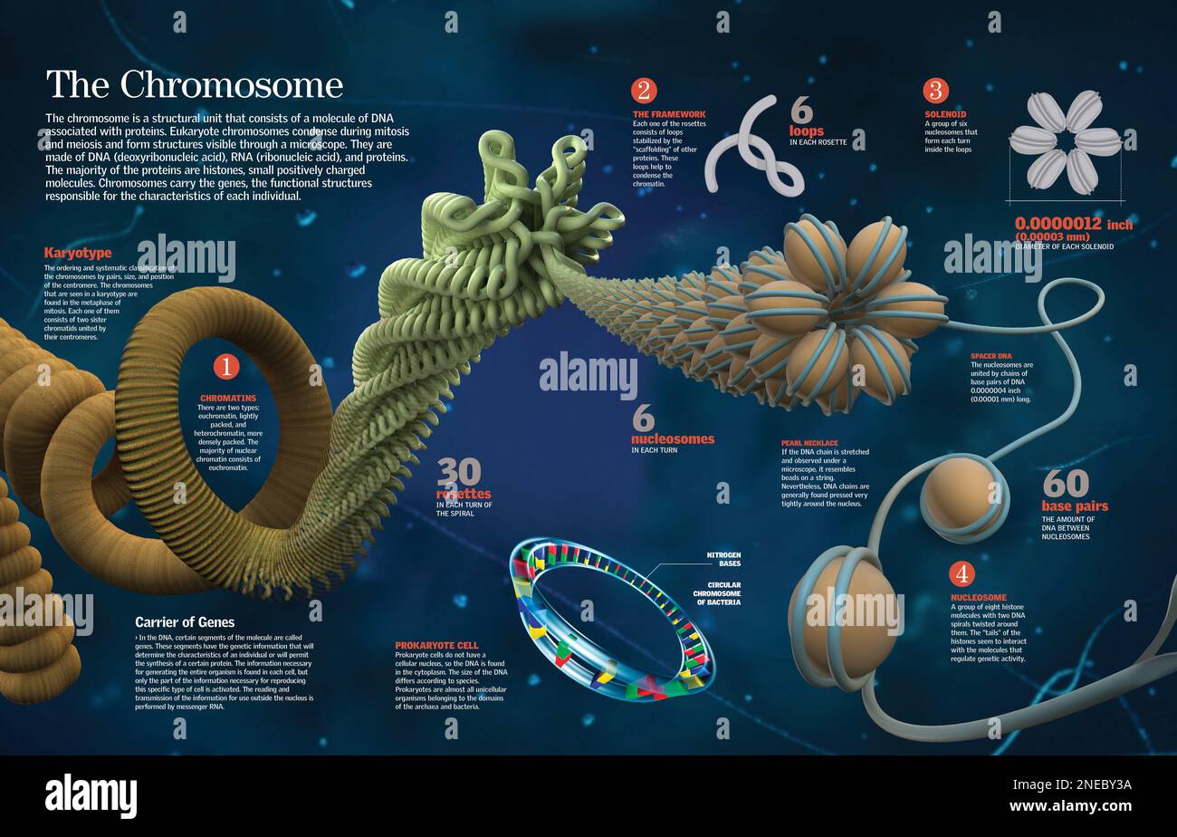 Infografica della struttura e della funzione dei cromosomi. [QuarkXPress (.qxp); 6259x4015]. Foto Stock