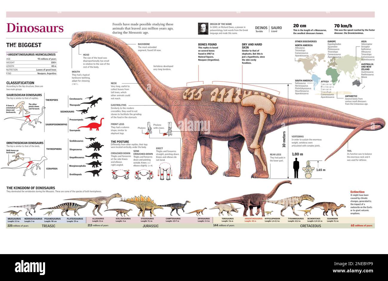 Infografica dell'anatomia dell'Argentinosauro e classificazione ed evoluzione dei dinosauri. [Adobe Illustrator (.ai); 4960x3248]. Foto Stock