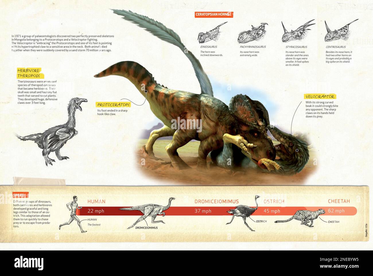 Infografica sulla lotta tra dinosauri basata sulla scoperta di resti scheletrici dei protoceratopi, un dinosauro erbivoro, e un velociraptor, un carnivoro, in posizione di combattimento. [QuarkXPress (.qxp); 4842x3248]. Foto Stock