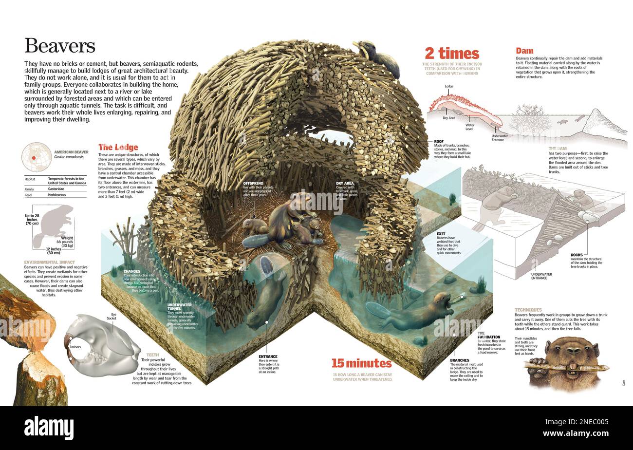 Infografica del processo di costruzione della tana, della tecnica utilizzata e del suo impatto ambientale. [QuarkXPress (.qxd); 6259x4015]. Foto Stock