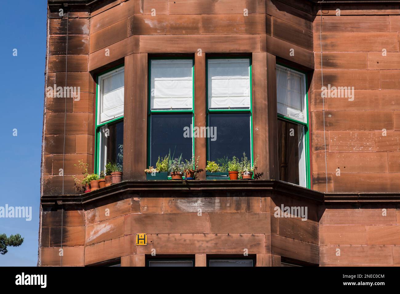 Vasi della pianta sul davanzale della finestra di un edificio dell'inquilino in estate, Glasgow, Scozia, Regno Unito, Europa Foto Stock