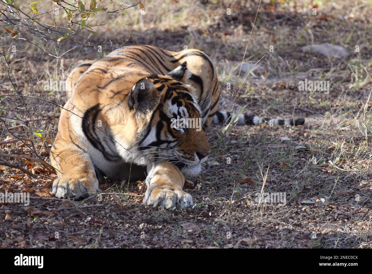 Una tigre reale bengala maschio selvaggia che giace sul terreno in una foresta nell'India del Nord Foto Stock