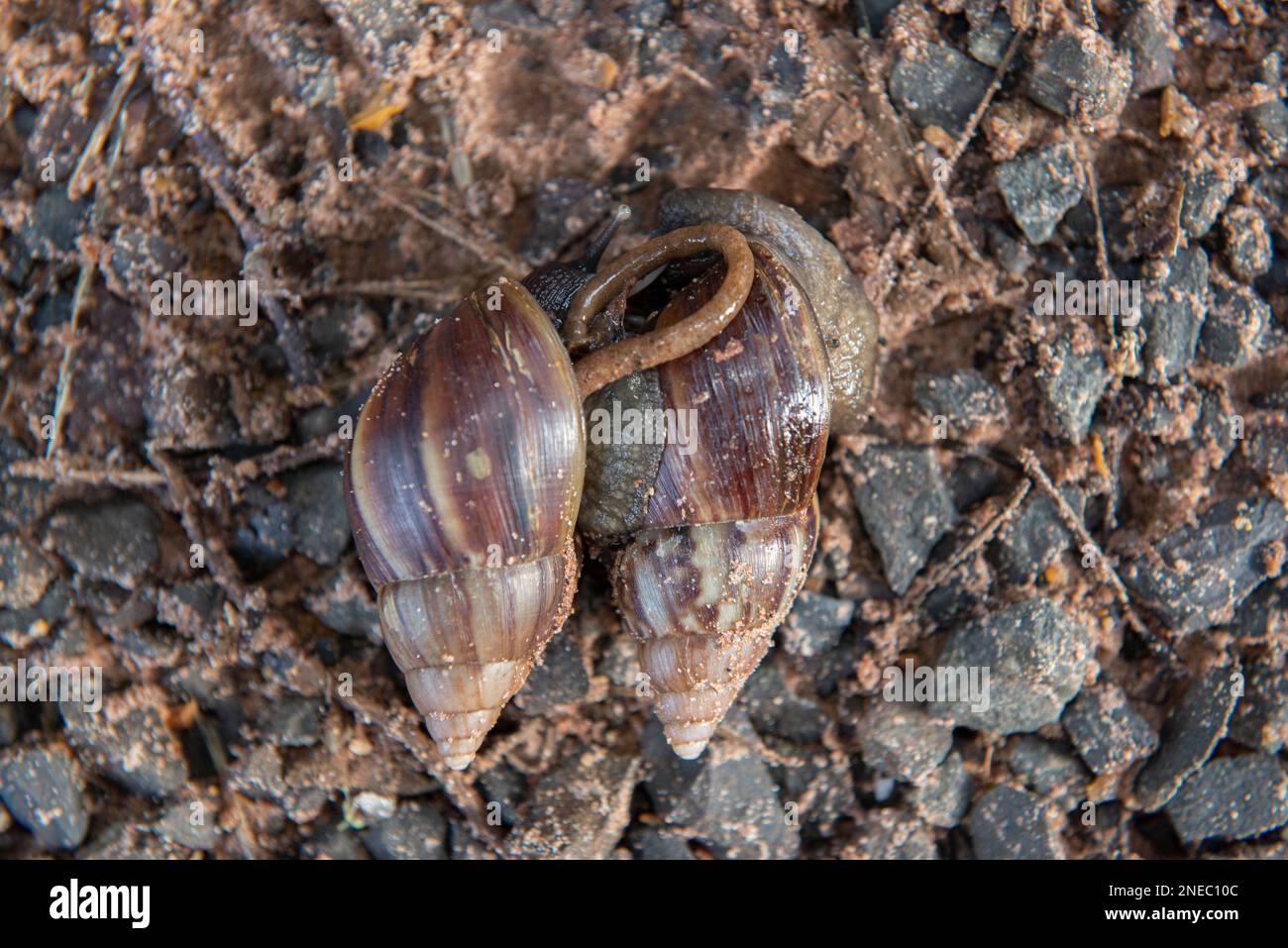 Accoppiamento di lumaca africana gigante (Achatina fulica). Specie intersessuale, entrambi i partner di una coppia di accoppiamento produrrà prole come possono simultaneamente fe Foto Stock