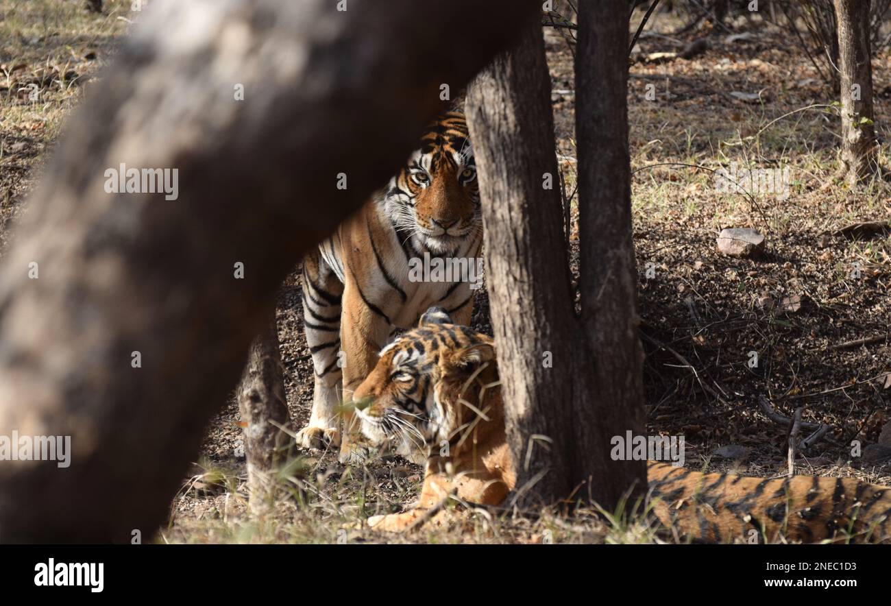 Un maschio e una tigre femmina visti attraverso gli alberi con il maschio in piedi che guarda direttamente la macchina fotografica con la femmina che si rilassa davanti a lui Foto Stock