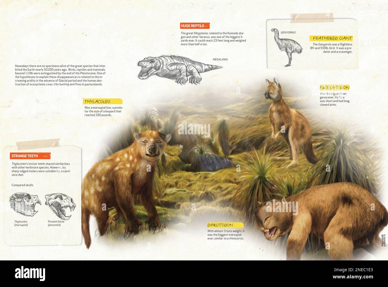 Infografica sulla megafauna presente in Australia durante il periodo del Pleistocene dell'era Cenozoica. [QuarkXPress (.qxp); 4842x3248]. Foto Stock