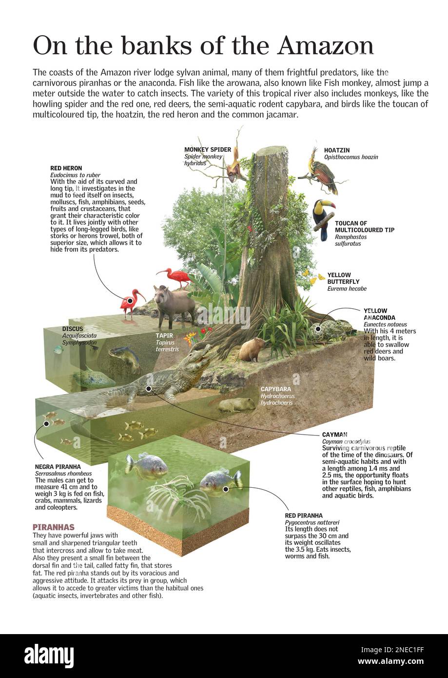 Infografica sulla diversità di vita in Amazzonia: Mammiferi, uccelli, insetti, roditori, pesci…. [Adobe InDesign (.indd); 2480x3507]. Foto Stock