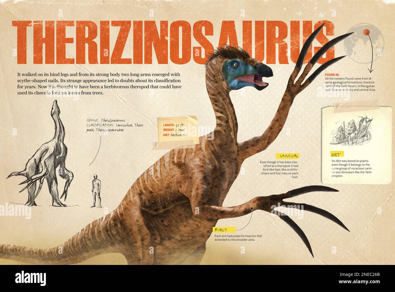 Infografica sul therizinosaurus, un theropod erbivoro del periodo cretaceo dell'era mesozoica. [QuarkXPress (.qxp); 4842x3248]. Foto Stock