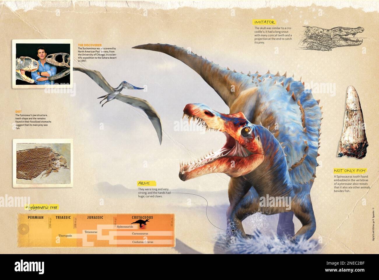 Infografica sulle abitudini e l'albero filogenetico del Suchomimus, un dinosauro carnivoro del periodo cretaceo. [QuarkXPress (.qxp); 4842x3248]. Foto Stock