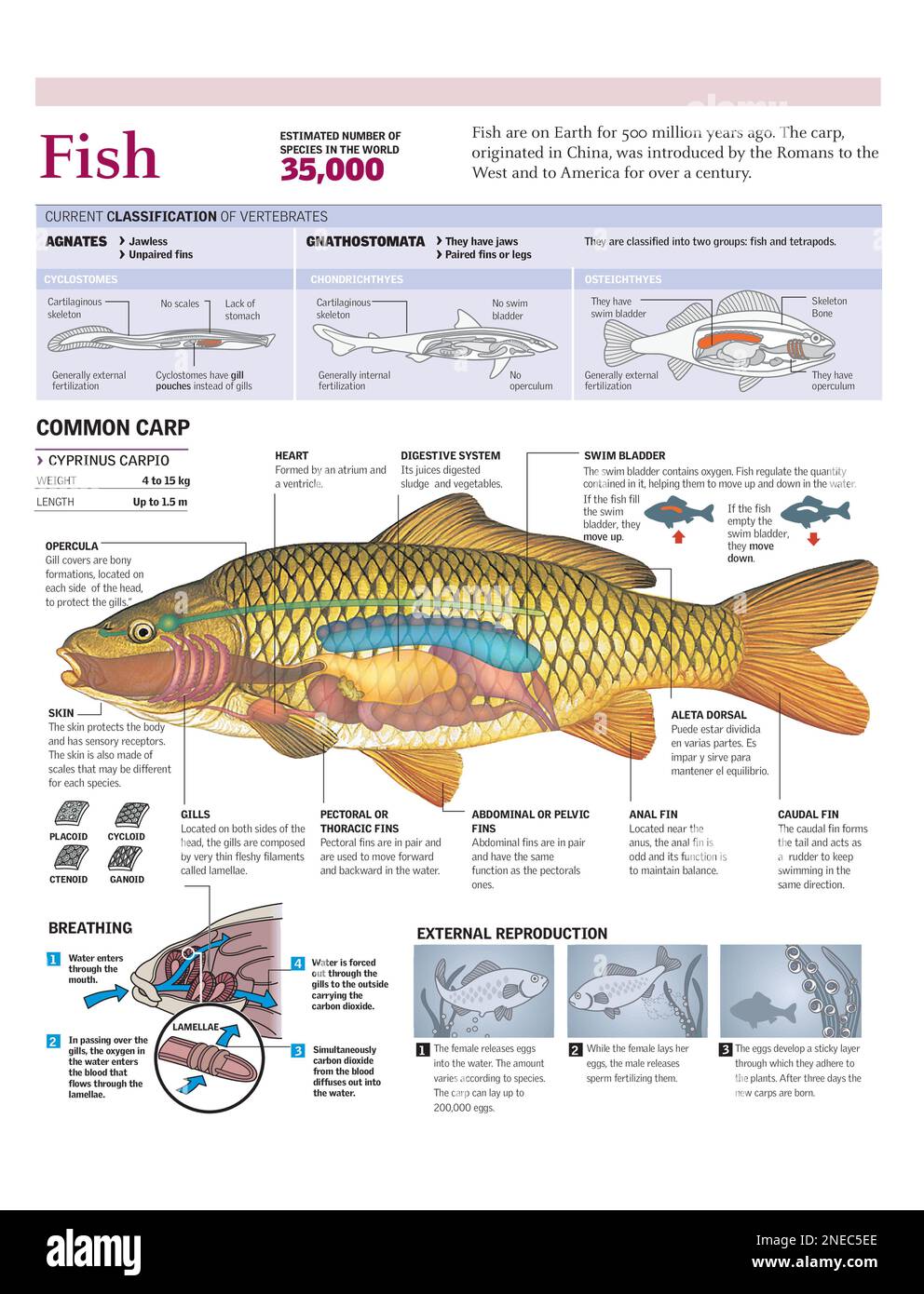 Infografica della classificazione dei pesci, dell'anatomia dei pesci, del sistema respiratorio e della riproduzione. [Adobe Illustrator (.ai); 2480x3248]. Foto Stock