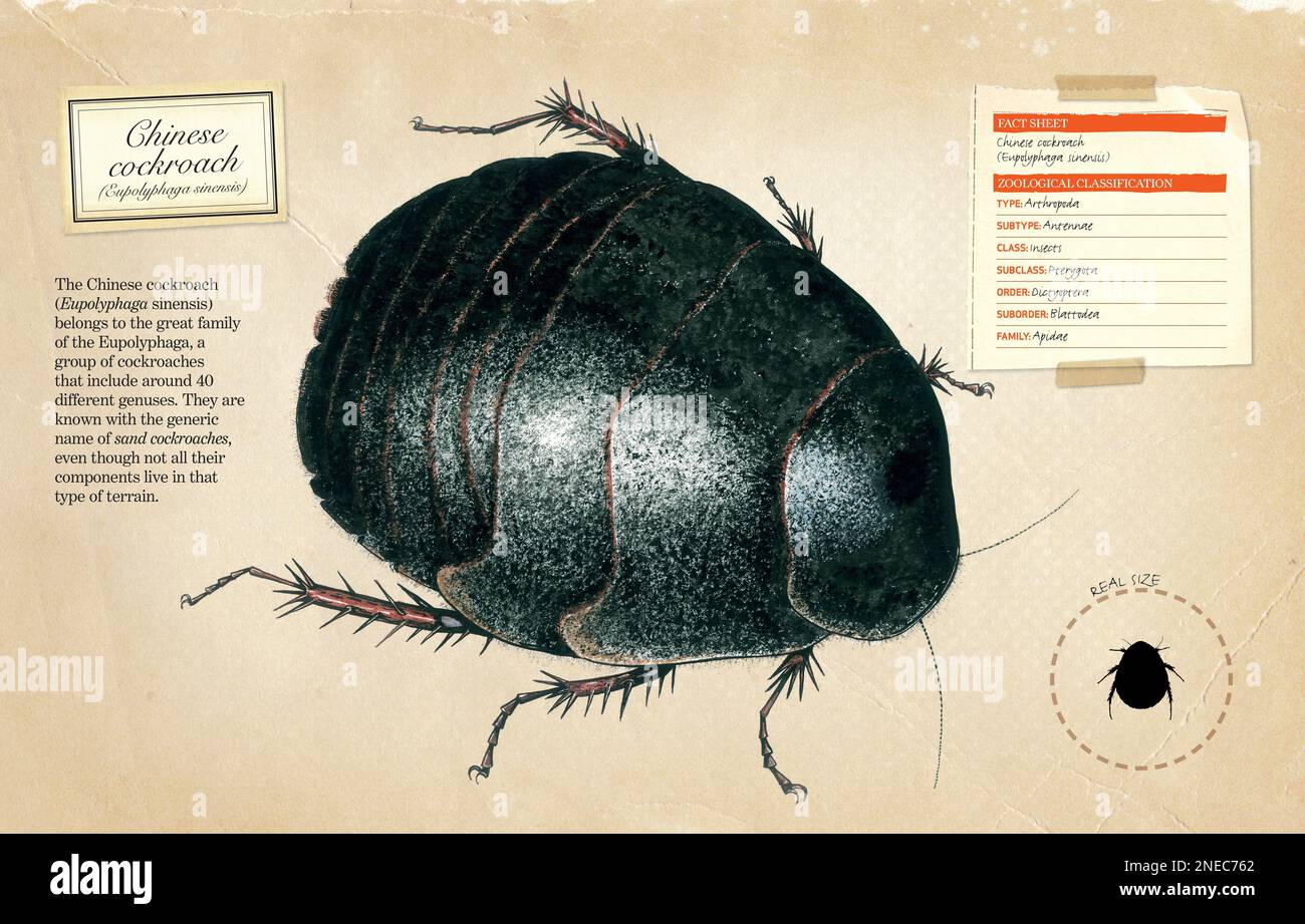 Scheda informativa e classificazione zoologica degli scarafaggi cinesi (Eupolyphaga sinensis). [Adobe InDesign (.indd); 5078x3248]. Foto Stock