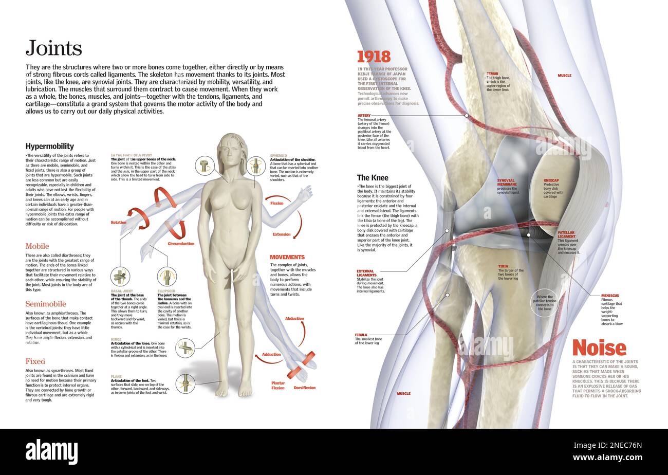 Infografica dei diversi tipi di articolazioni nel corpo umano e del meccanismo del ginocchio. [QuarkXPress (.qxp); 6259x4015]. Foto Stock