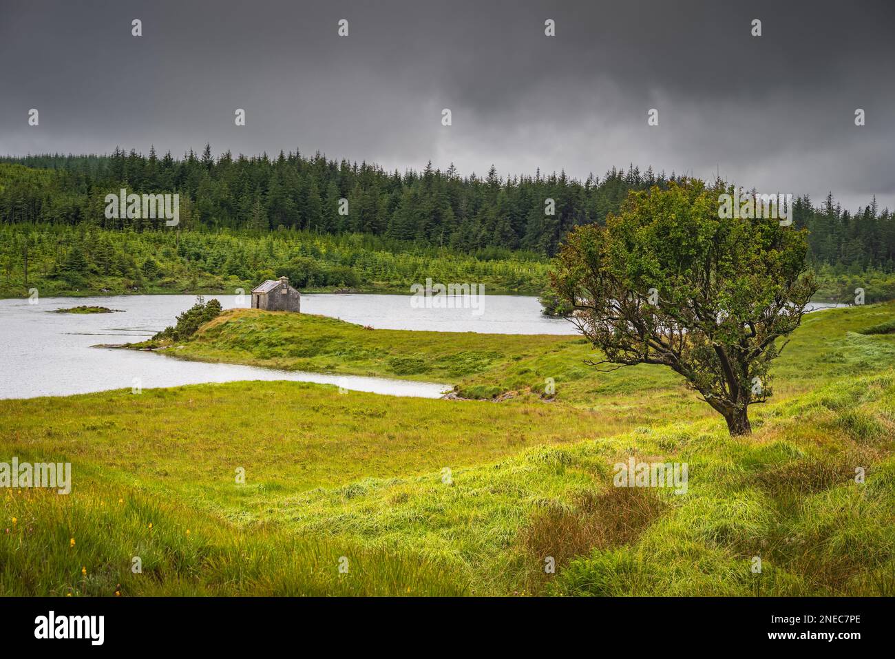 Piccolo albero e casa sul bordo del lago Ballynahinch. Pineta con cielo scuro tempesta sullo sfondo. Connemara, Contea di Galway Foto Stock