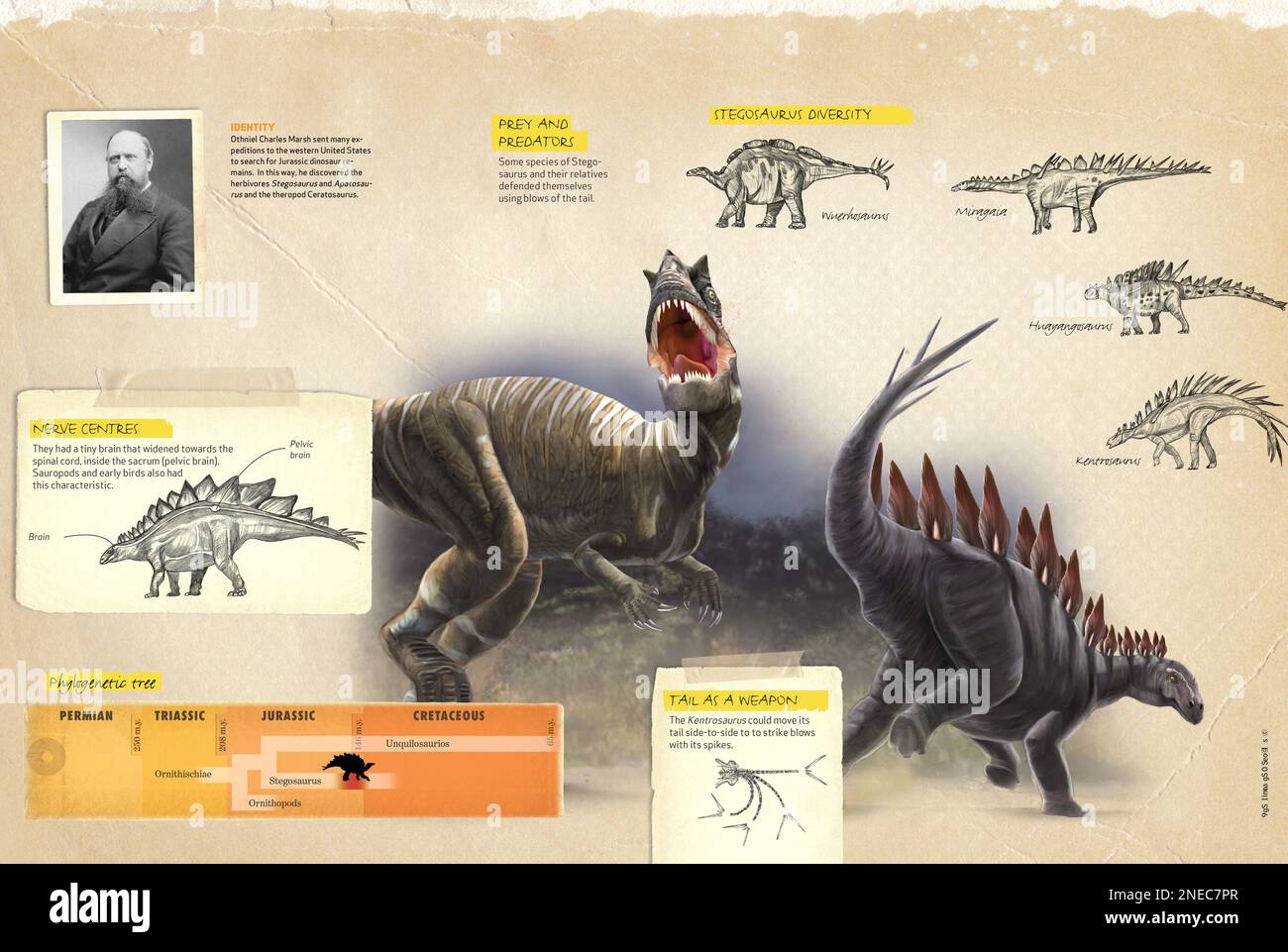 Infografica che mostra alcune caratteristiche dello Stegosaurus, un dinosauro giurassico scoperto negli Stati Uniti da Othniel Charles Marsh. [QuarkXPress (.qxp); 4842x3248]. Foto Stock