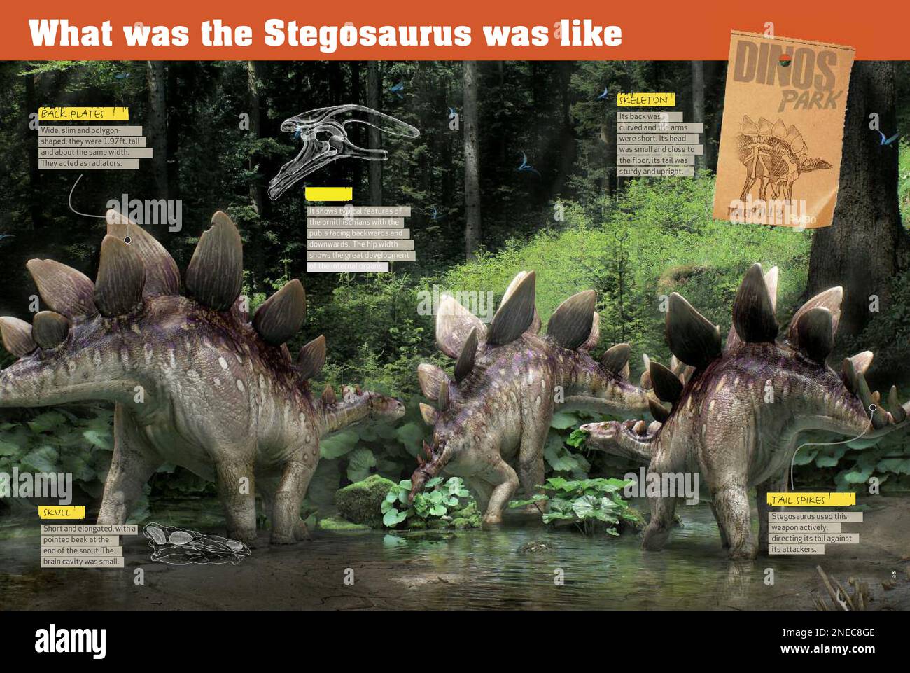 Infografica sullo Stegosauro, un dinosauro della famiglia degli ornitischi che visse durante il periodo giurassico dell'era mesozoica. [QuarkXPress (.qxp); 4842x3248]. Foto Stock