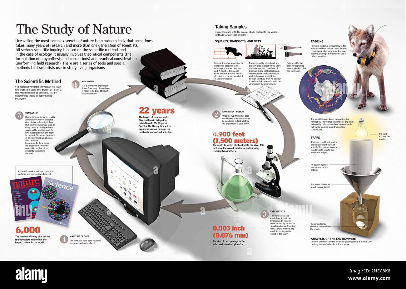 Infografica del metodo scientifico che applica l'ecologia allo studio degli esseri viventi. [QuarkXPress (.qxp); 6259x4015]. Foto Stock