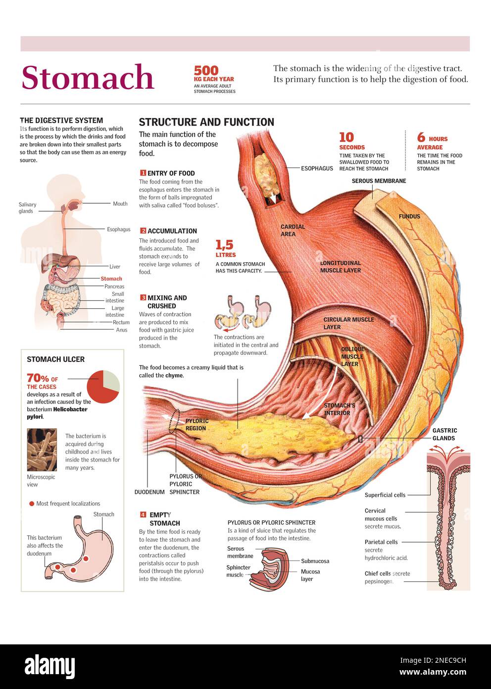 Anatomia Dello Stomaco Sistema Digestivo Umano Per Il Concetto Medico D Illustrazione Image271039388