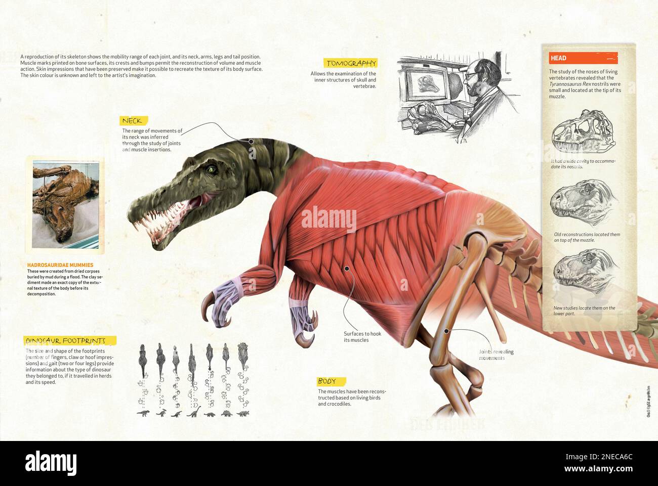 Infografiche sulle tecniche e gli strumenti utilizzati dai paleontologi per studiare i fossili di dinosauro. [QuarkXPress (.qxp); 4842x3248]. Foto Stock
