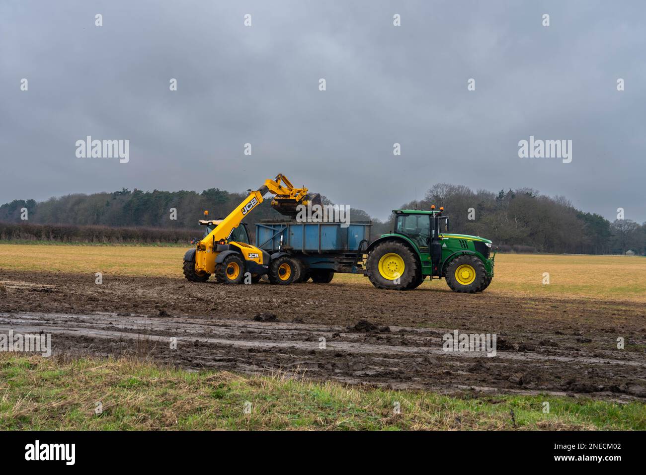 Coltivatore che sparge il concime di maiale e di vacca su campi usando macchine agricole su un campo di Norfolk Inghilterra Regno Unito Foto Stock