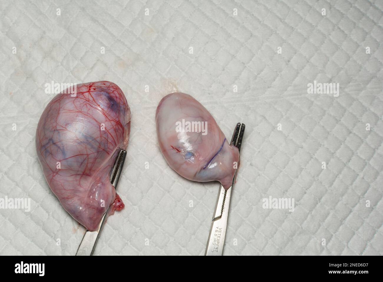 Cane criptorchide immagini e fotografie stock ad alta risoluzione Alamy