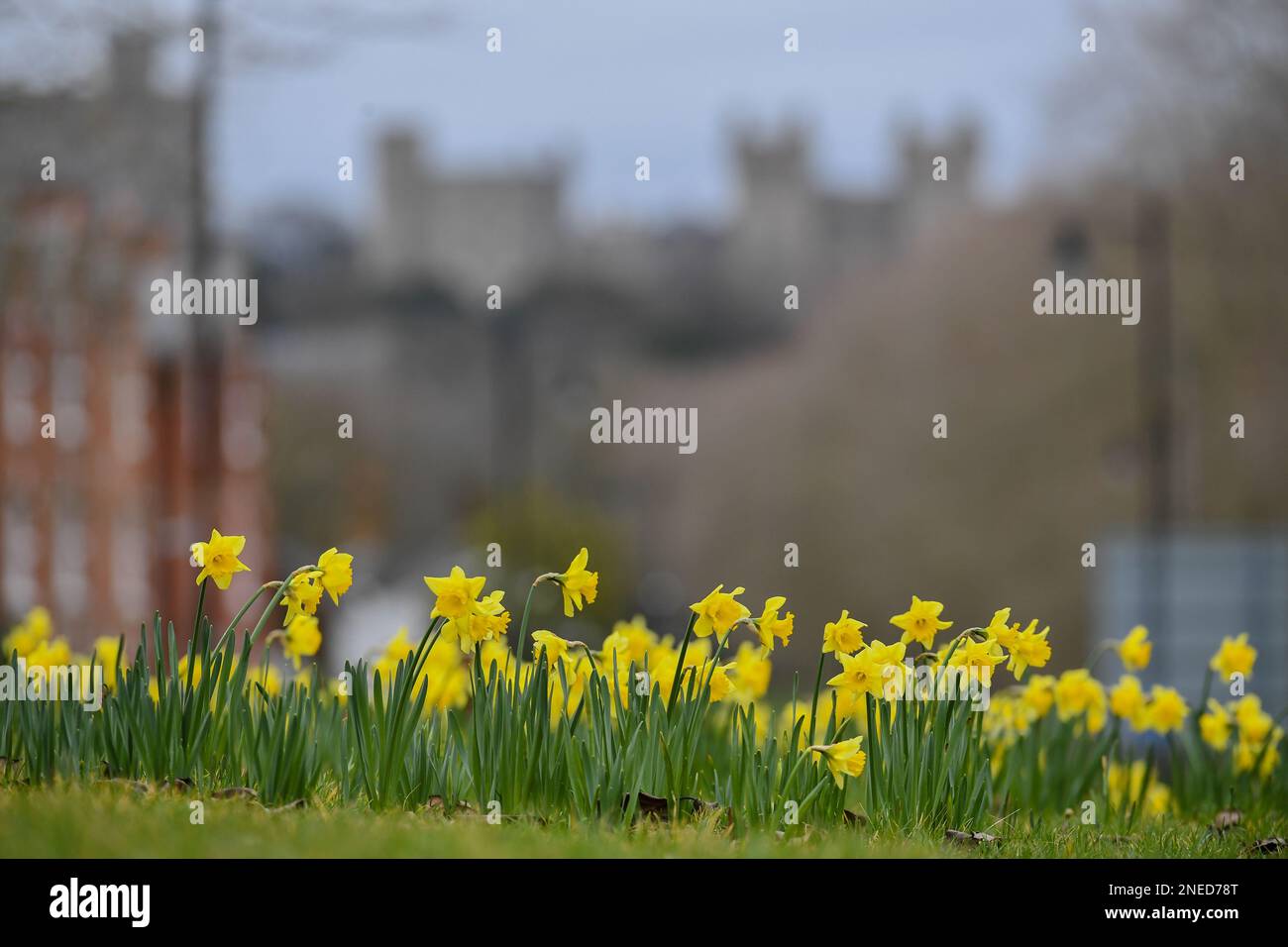 Windsor, Regno Unito. 16th febbraio, 2023. Splendido letto di Daffodils fiorito a Windsor con il Castello di Windsor sullo sfondo nel Berkshire nel Regno Unito. Credit: Peter Nixon / Alamy Live News Foto Stock