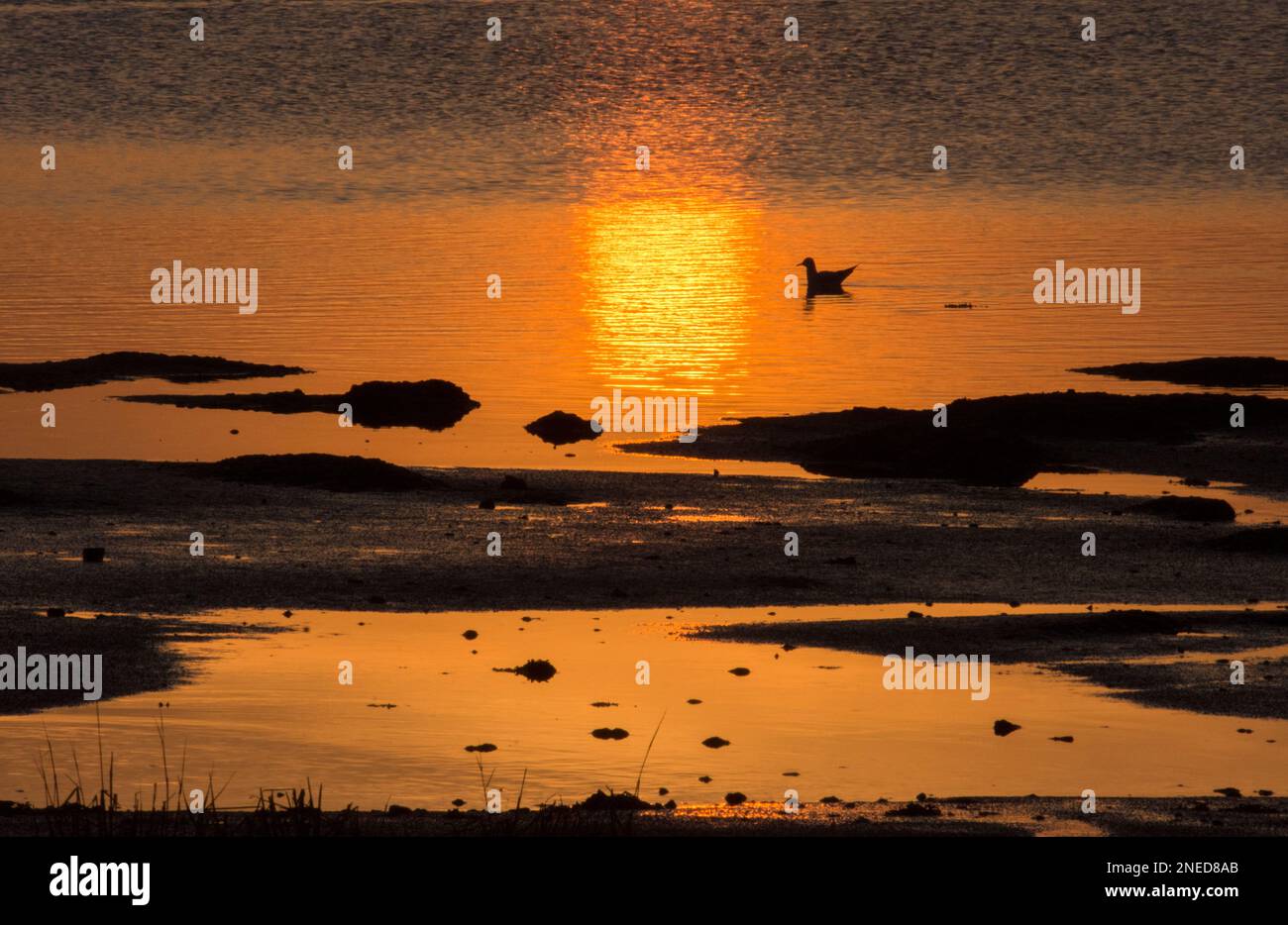 Riflesso del colorato tramonto su Pagham Harbour mud flats e l'acqua, habitat selvatico e wader, Sussex, Regno Unito, febbraio, gabbiani a testa nera nuoto Foto Stock