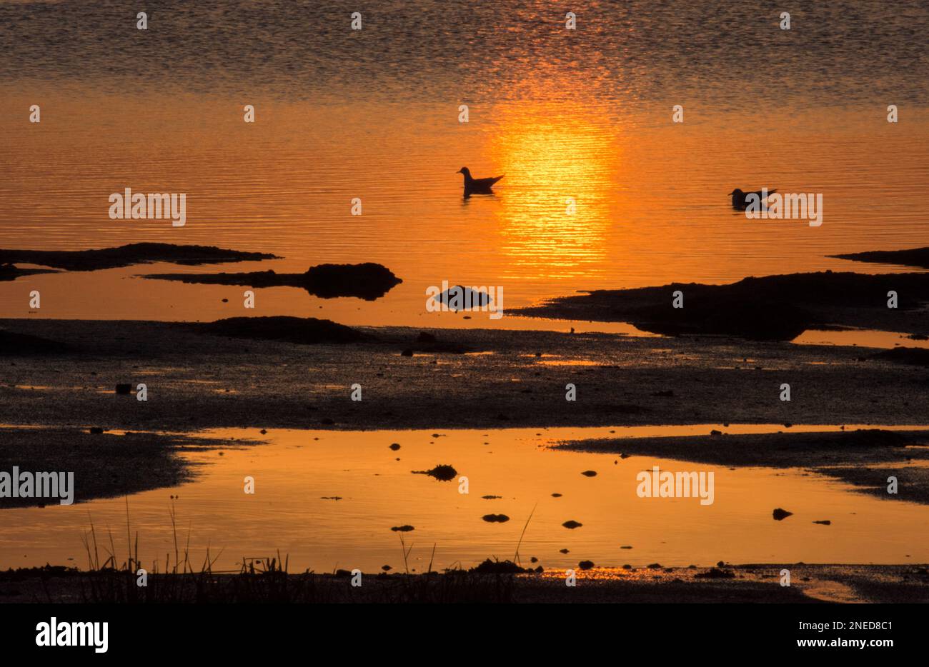 Riflesso del colorato tramonto su Pagham Harbour mud flats e l'acqua, habitat selvatico e wader, Sussex, febbraio, due gabbiani dalla testa nera che nuotano Foto Stock