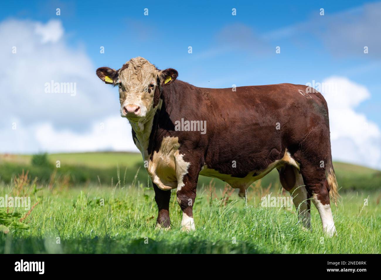 Pedigree Hereford bull in pascolo, Cumbria, Regno Unito. Foto Stock